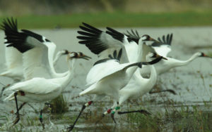 sultanpur-bird-sanctuary